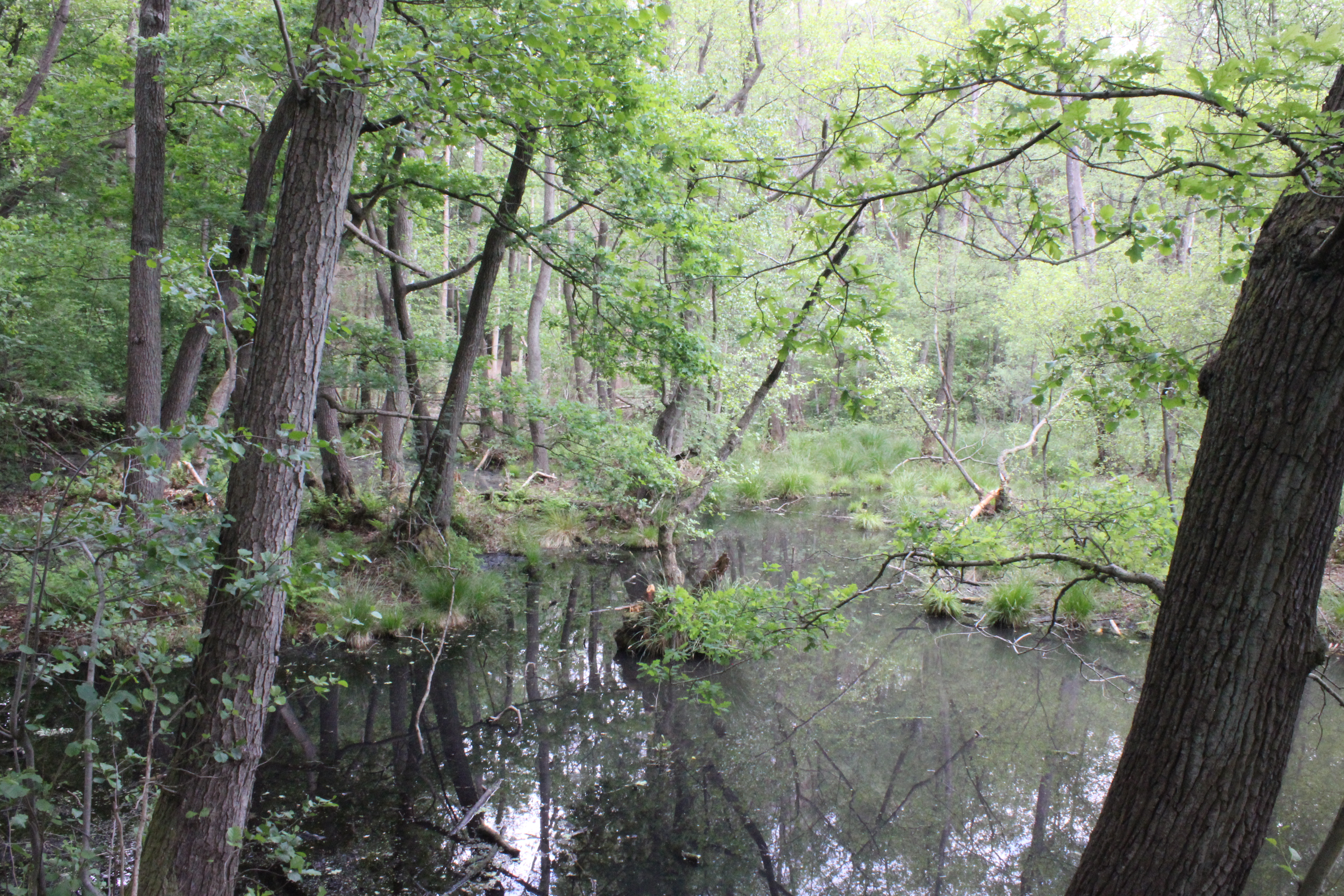 Waldlandschaft mit Spiegelung im Wasser